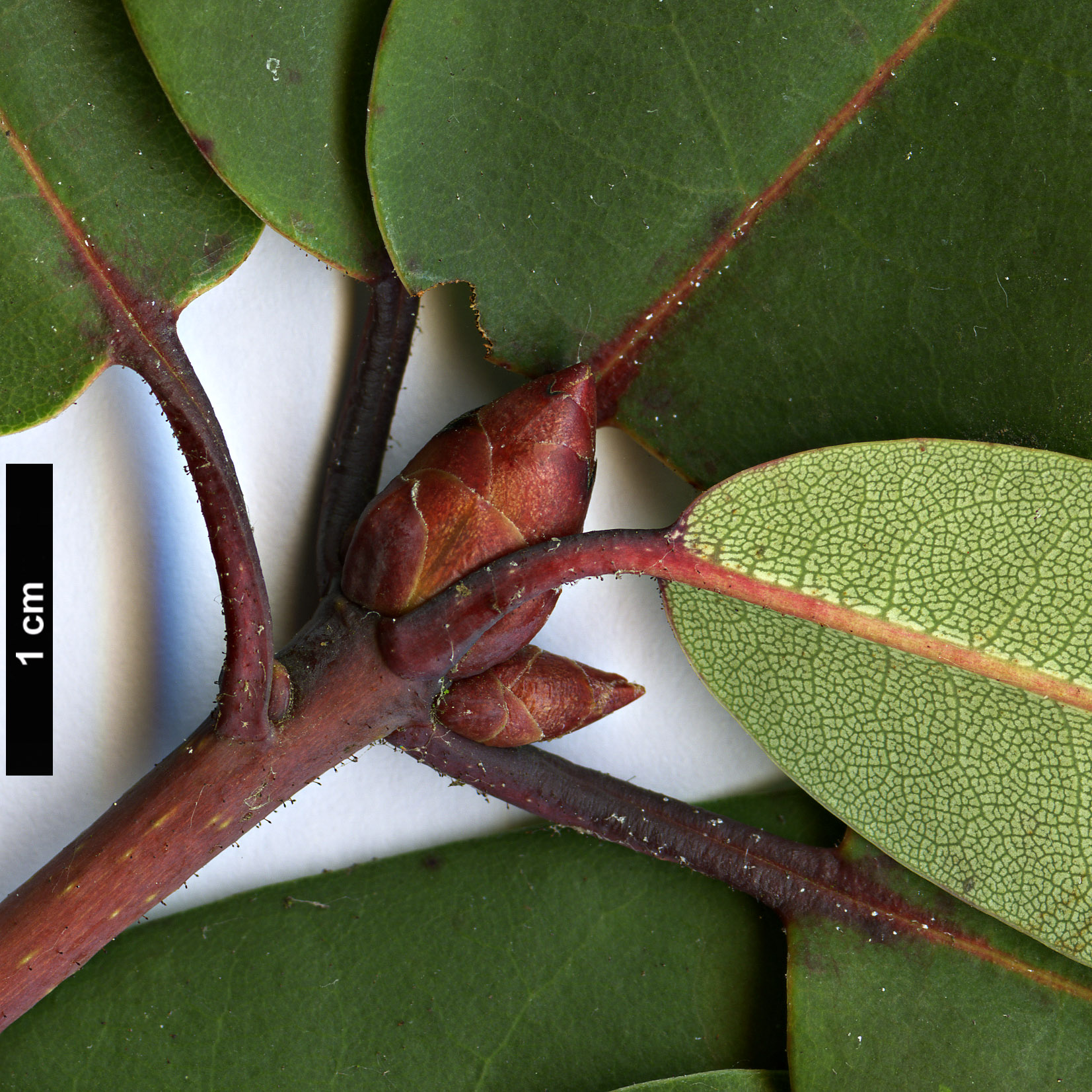 High resolution image: Family: Ericaceae - Genus: Rhododendron - Taxon: oreodoxa - SpeciesSub: var. fargesii High resolution image: Family: Ericaceae - Genus: Rhododendron - Taxon: oreodoxa - SpeciesSub: var. fargesii